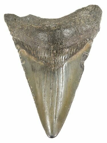 Juvenile Megalodon Tooth - South Carolina #52963